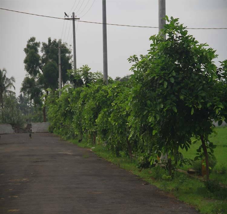 SRINANDANAVANAM