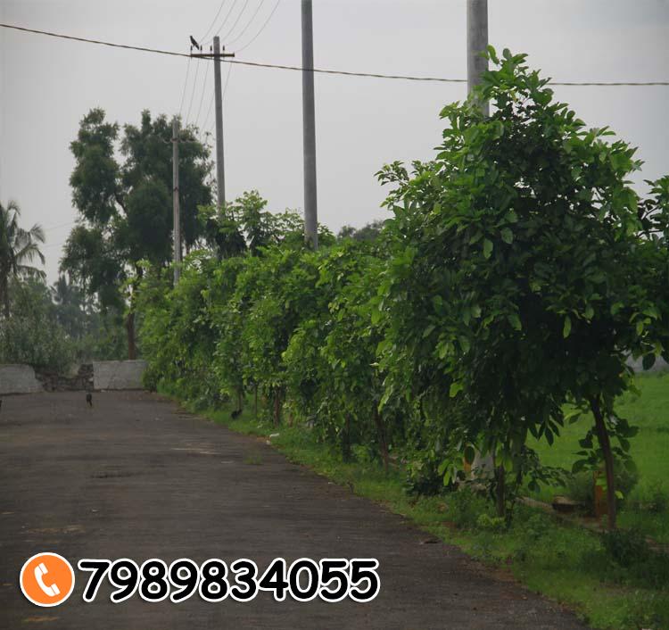 BALAJI HILL COUNTY PARAWADA  Housing for Government Employees in Vishnupuram · SIRI INFRA, Vishnupuram, Bhogapuram
